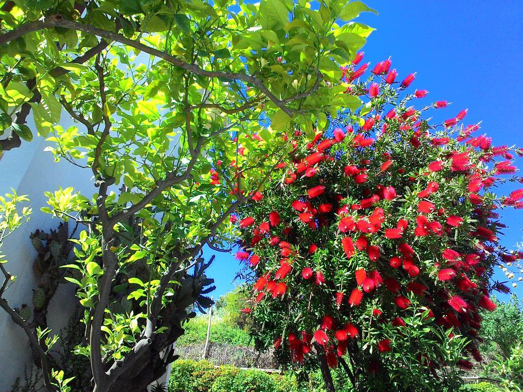 Residence La Carruba Diano Marina Dış mekan fotoğraf