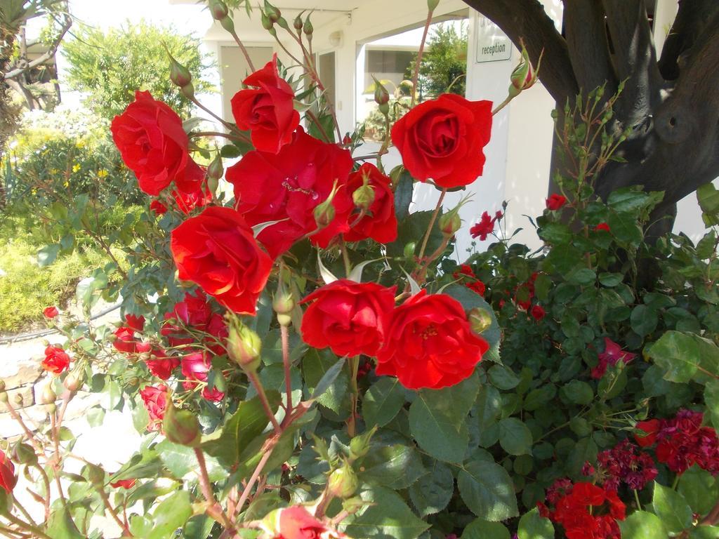 Residence La Carruba Diano Marina Dış mekan fotoğraf